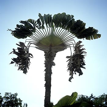 © Norbert Pousseur - Arbre du voyageur (Ravenala madagascariensis - Musaceae)