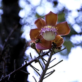 © Norbert Pousseur - Fleur d'arbre aux "boules de canon" (Couroupitaguaianensis - Lecythidaceae)