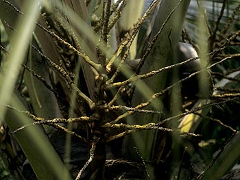 © Norbert Pousseur - Plante exotique dans jardin public